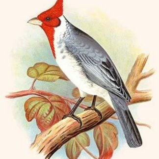 Red Crested Cardinal by Frederick William Frohawk