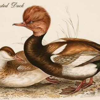 Red Crested Duck by John Gould