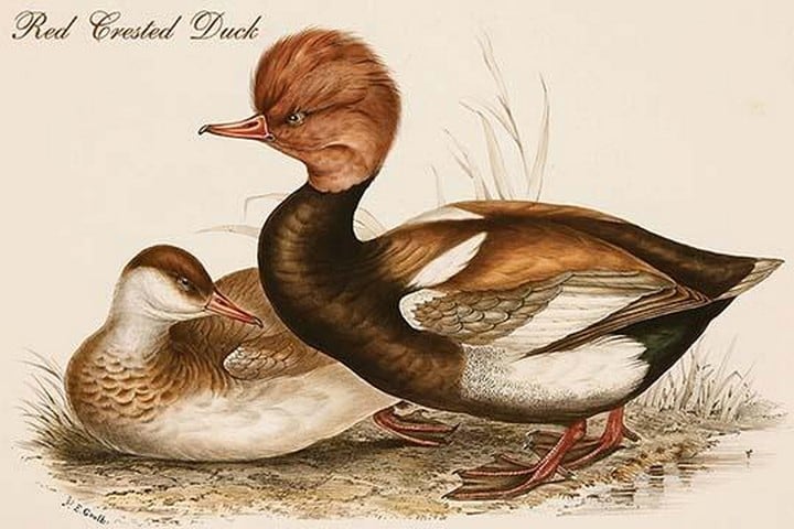 Red Crested Duck by John Gould