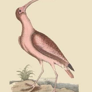 Red Curlew by Mark Catesby