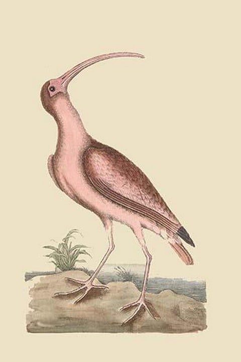 Red Curlew by Mark Catesby