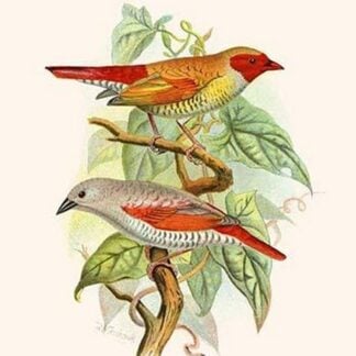 Red Faced Finch or 'Wiener's Astrild' & Crimson Winged Finch by Frederick William Frohawk