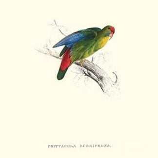 Red-Fronted Parakeet - Loriculus Philippinensis by Edward Lear