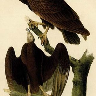 Red Headed Turkey Vulture by John James Audubon