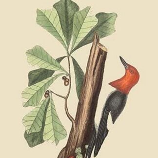 Red Headed Woodpecker by Mark Catesby