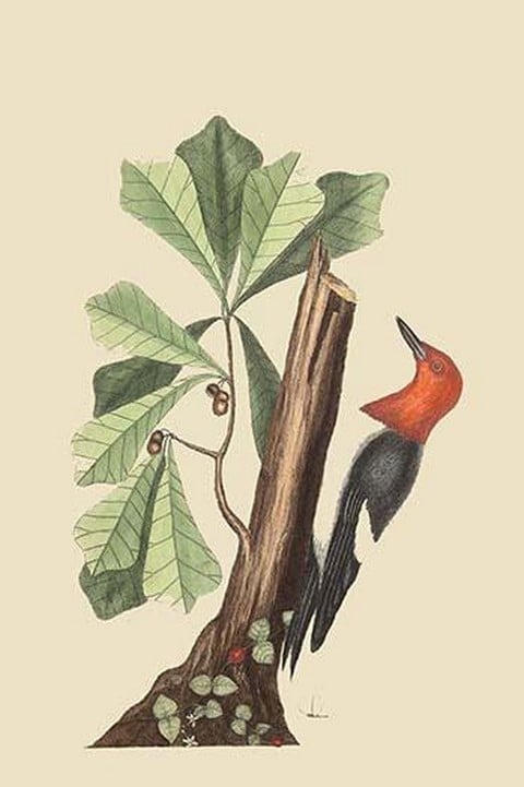 Red Headed Woodpecker by Mark Catesby
