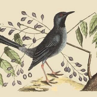 Red Legged Thrush by Mark Catesby