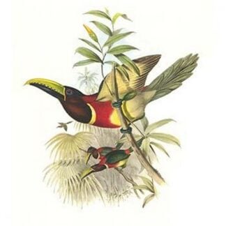 Red Necked or Double Collared Aracari by John Gould