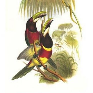 Red Necked or Double Collared Aracari by John Gould