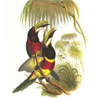 Red Necked or Double Collared Aracari by John Gould