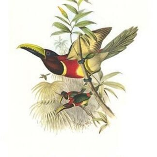 Red Necked or Double Collared Aracari by John Gould