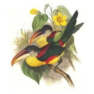 Red Necked or Double Collared aracari by John Gould