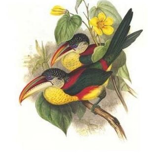 Red Necked or Double Collared aracari by John Gould