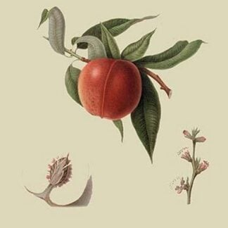 Red Nectarine by William Hooker #2