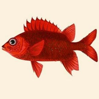 Red Pahayah by John Whitchurch Bennett