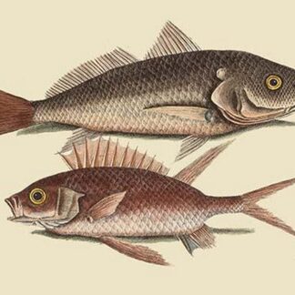 Red Sea Perch by Mark Catesby