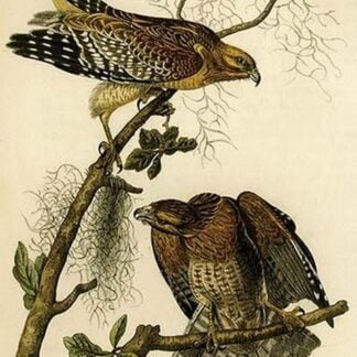 Red Shouldered Buzzard by John James Audubon