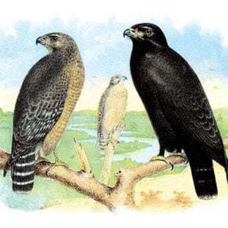 Red Shouldered Hawk or Buzzard