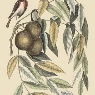 Red Start by Mark Catesby