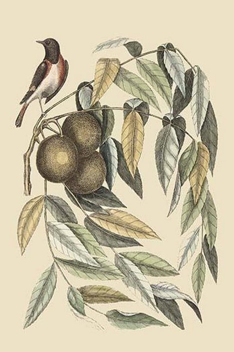 Red Start by Mark Catesby