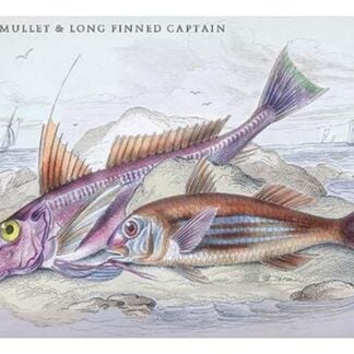 Red Surmullet and LOF Finned Captain by Robert Hamilton