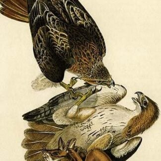 Red Tailed Buzzard by John James Audubon