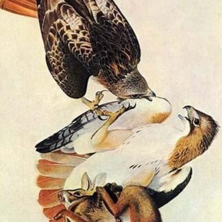 Red Tailed Hawk by John James Audubon