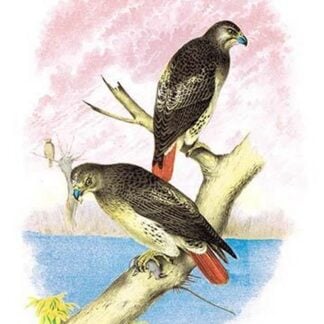 Red-Tailed Hawks by Theodore Jasper