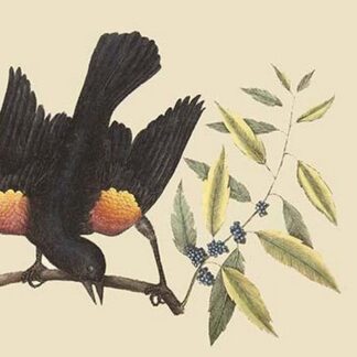 Red Wing Starling by Mark Catesby