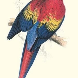 Red & Yellow Macaw - Ara Macao by Edward Lear