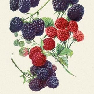 Red and Blue Berries