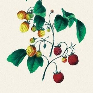 Red and Yellow Antwerp