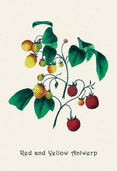 Red and Yellow Antwerp