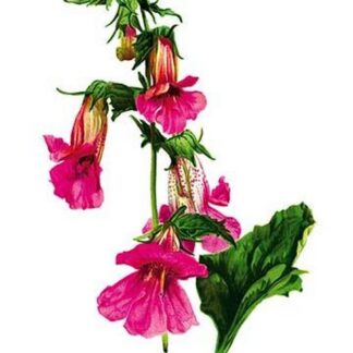 Rehmannia Angulata by H.G. Moon