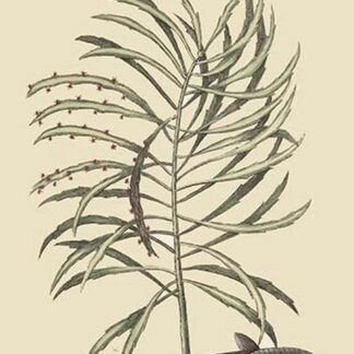 Remora by Mark Catesby