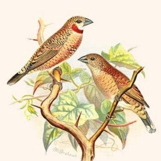 Ribbon Finch or Cut Throat Finch by Frederick William Frohawk