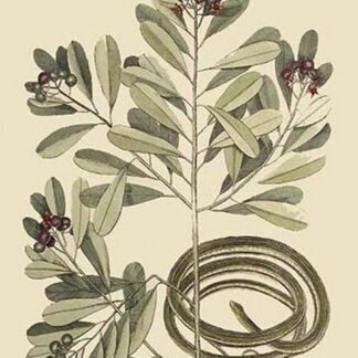 Ribbon Snake by Mark Catesby