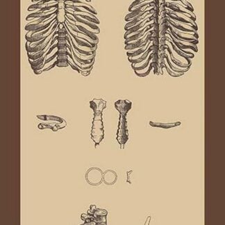 Ribcages by Andreas Vesalius