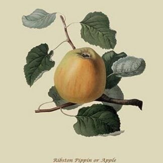 Ribston Pippin or Apple by William Hooker #2
