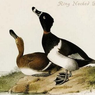 Ring Necked Duck by John James Audubon