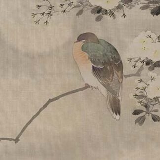 Robin sitting on a Tree Branch