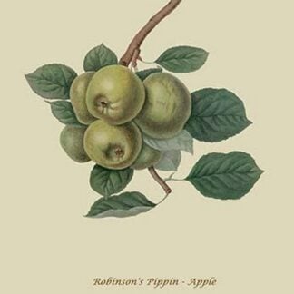 Robinson's Pippin - Apple by William Hooker #2