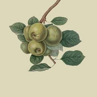 Robinson's Pippin - Apple by William Hooker
