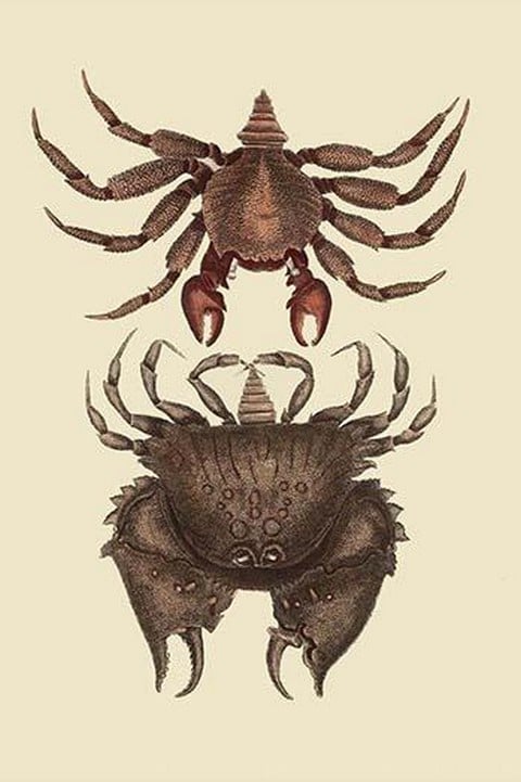 Rock Crab by Mark Catesby