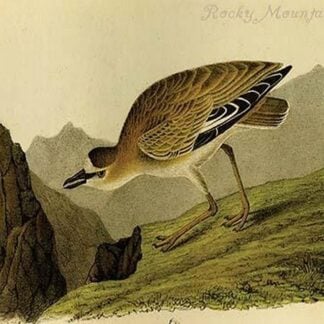 Rocky Mountain Plover by John James Audubon