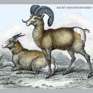 Rocky Mountain Sheep - Male & Female by John Stewart