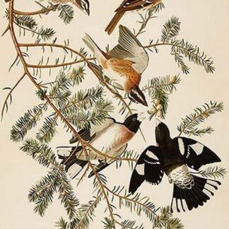 Rose Breasted Grosbeak by John James Audubon