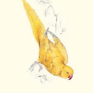 Rose Ringed Parrot (Yellow) - Psittacula Krameri by Edward Lear