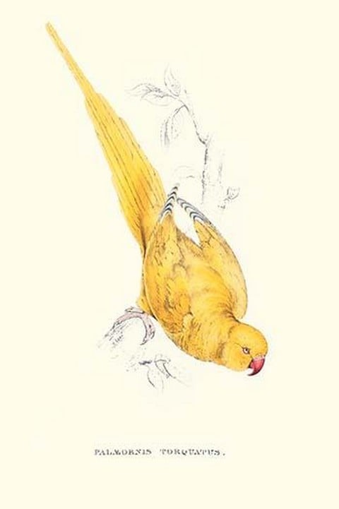 Rose Ringed Parrot (Yellow) - Psittacula Krameri by Edward Lear