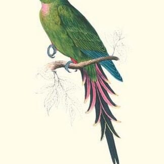 Roseate Parakeet - Polytelis Swainsoni by Edward Lear